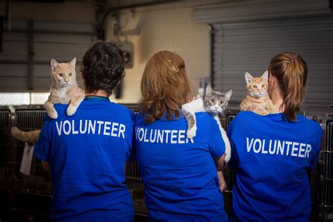 animal shelter volunteer program.